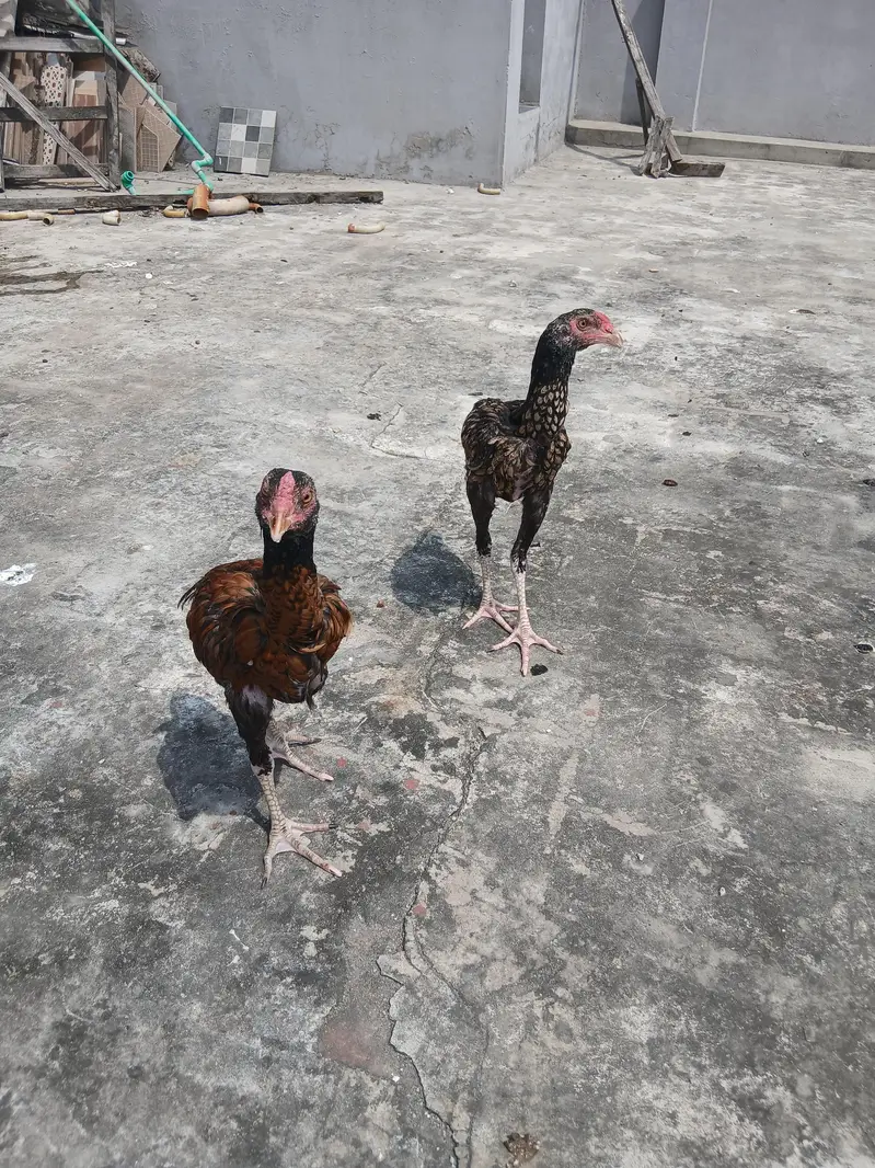 Aseel pair with 5 pure aseel chick's of 4 months — photo 6