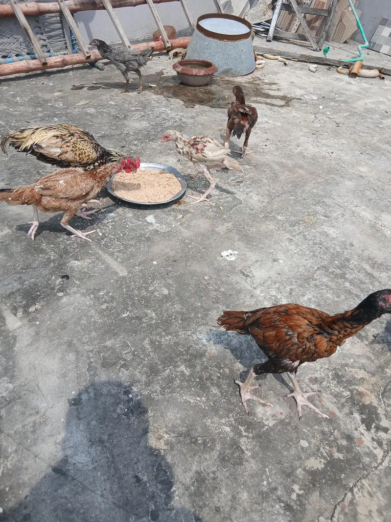 Aseel pair with 5 pure aseel chick's of 4 months — photo 7
