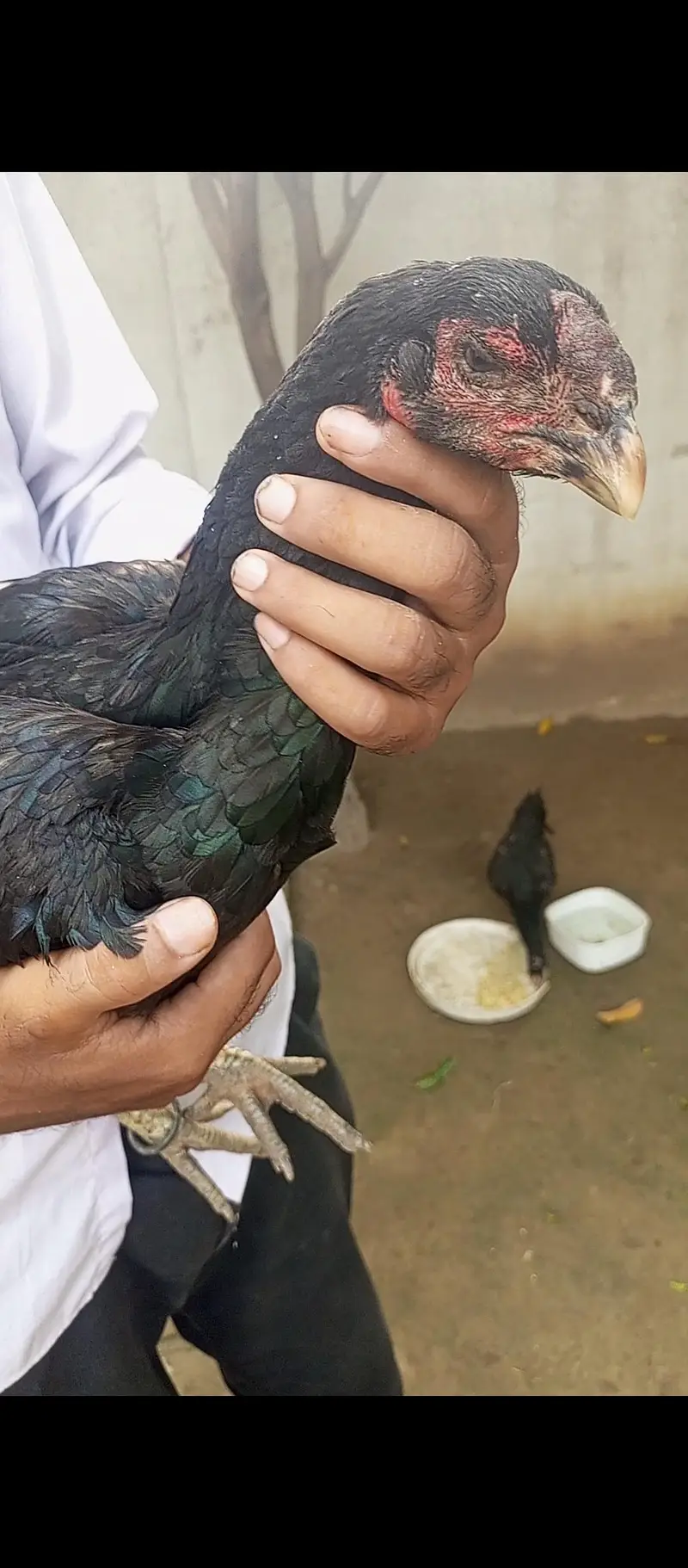 white black ganoi female kurak — photo 4