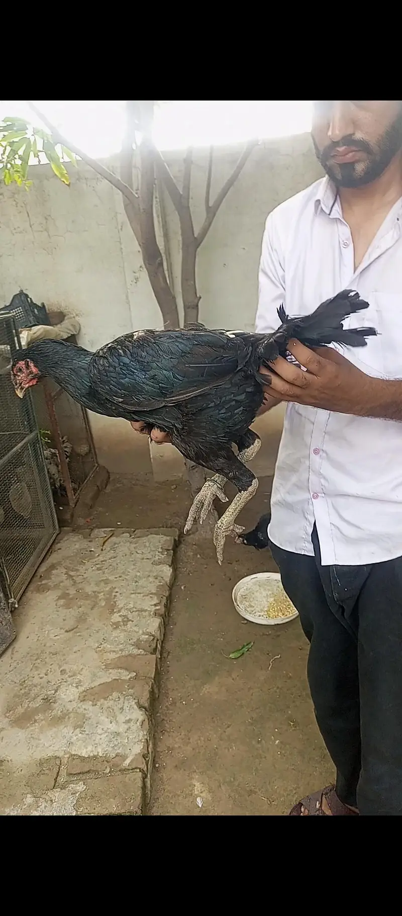 white black ganoi female kurak — photo 5