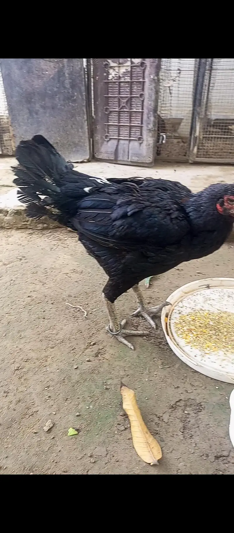 white black ganoi female kurak — photo 6