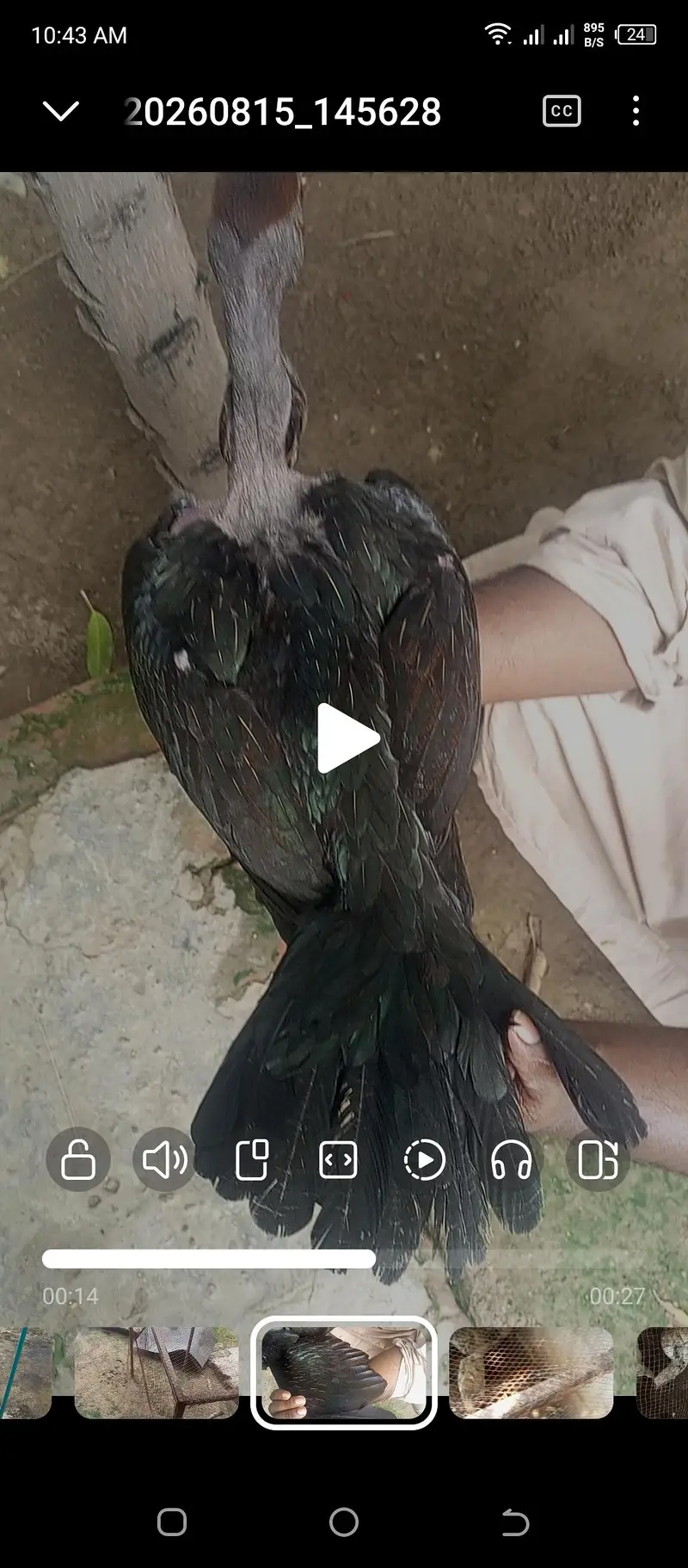 white black ganoi female kurak — photo 9