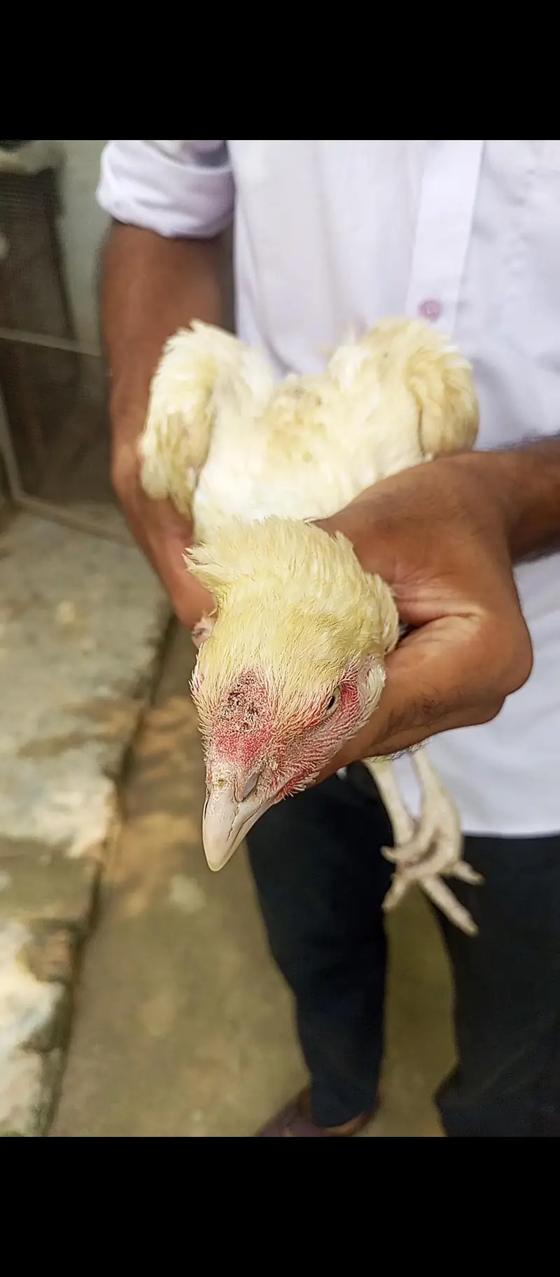 white black ganoi female kurak — photo 11