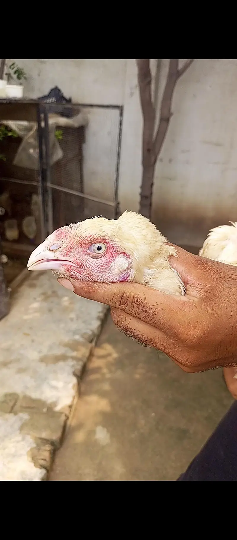 white black ganoi female kurak — photo 12