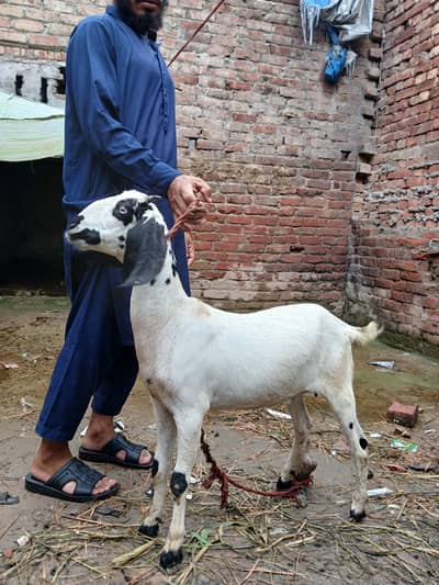 Goat for sale ,Good breed