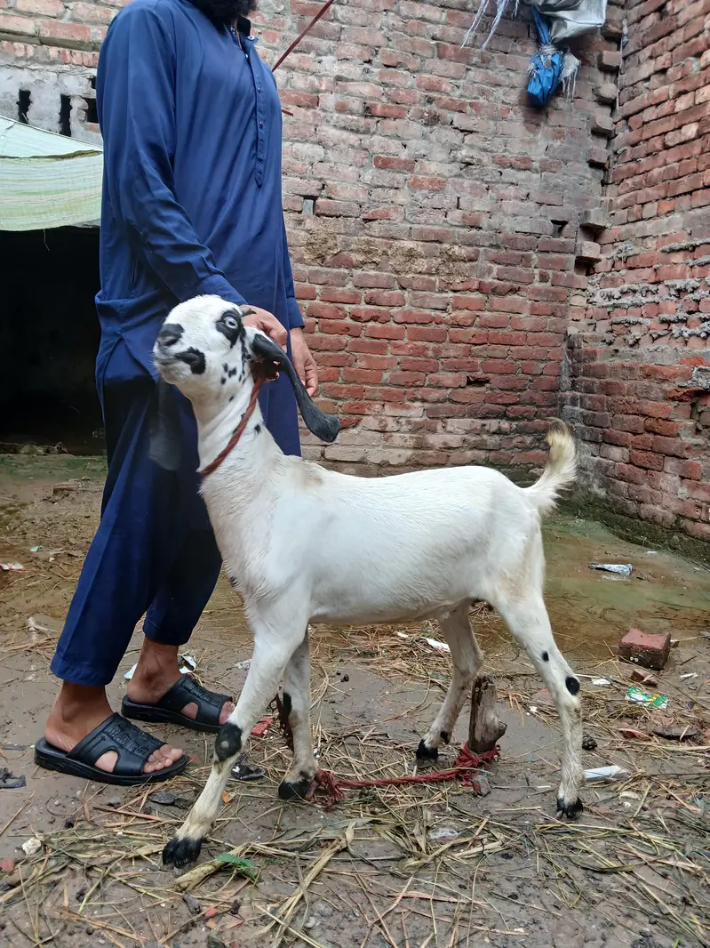 Goat for sale ,Good breed — photo 2