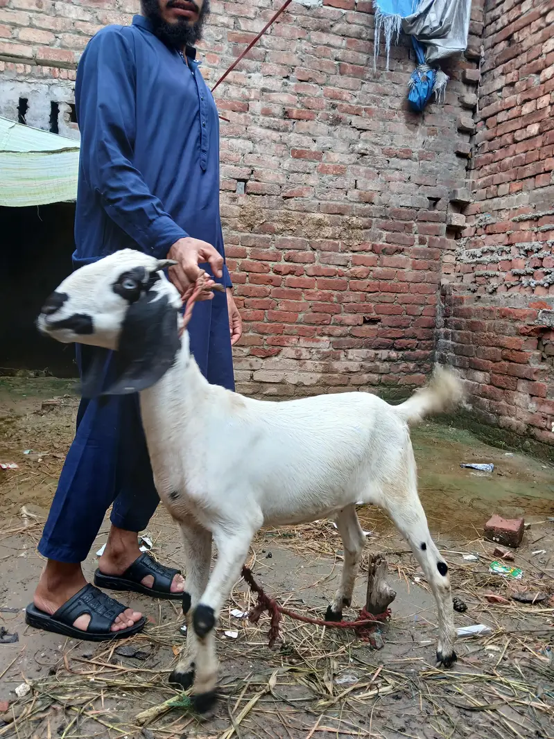 Goat for sale ,Good breed — photo 3