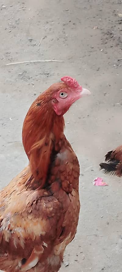 Aseel murga pair available for good price