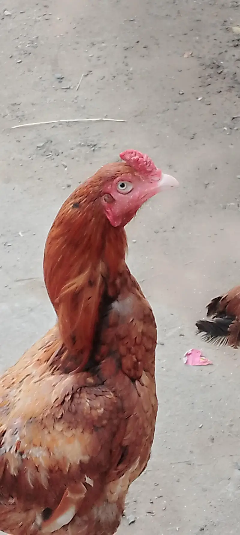 Aseel murga pair available for good price