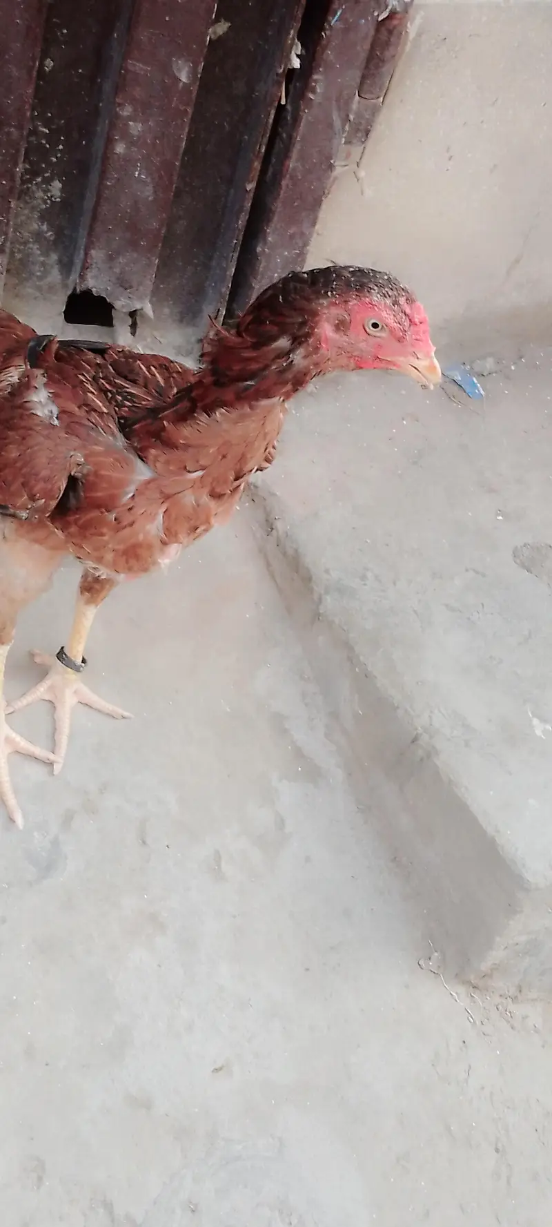 Aseel murga pair available for good price — photo 3