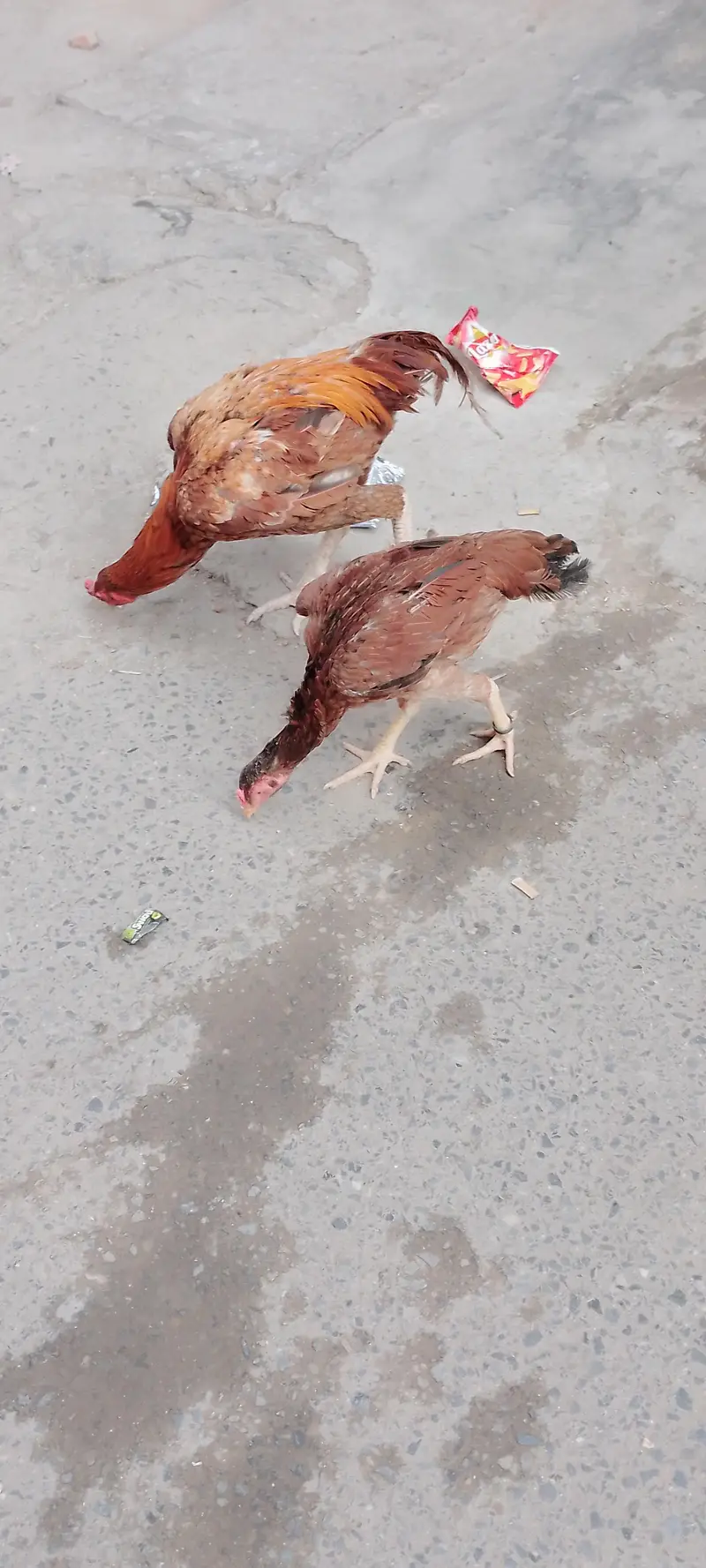 Aseel murga pair available for good price — photo 4