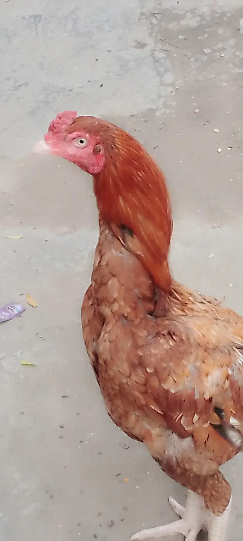 Aseel murga pair available for good price — photo 5