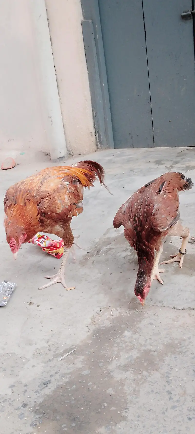 Aseel murga pair available for good price — photo 6