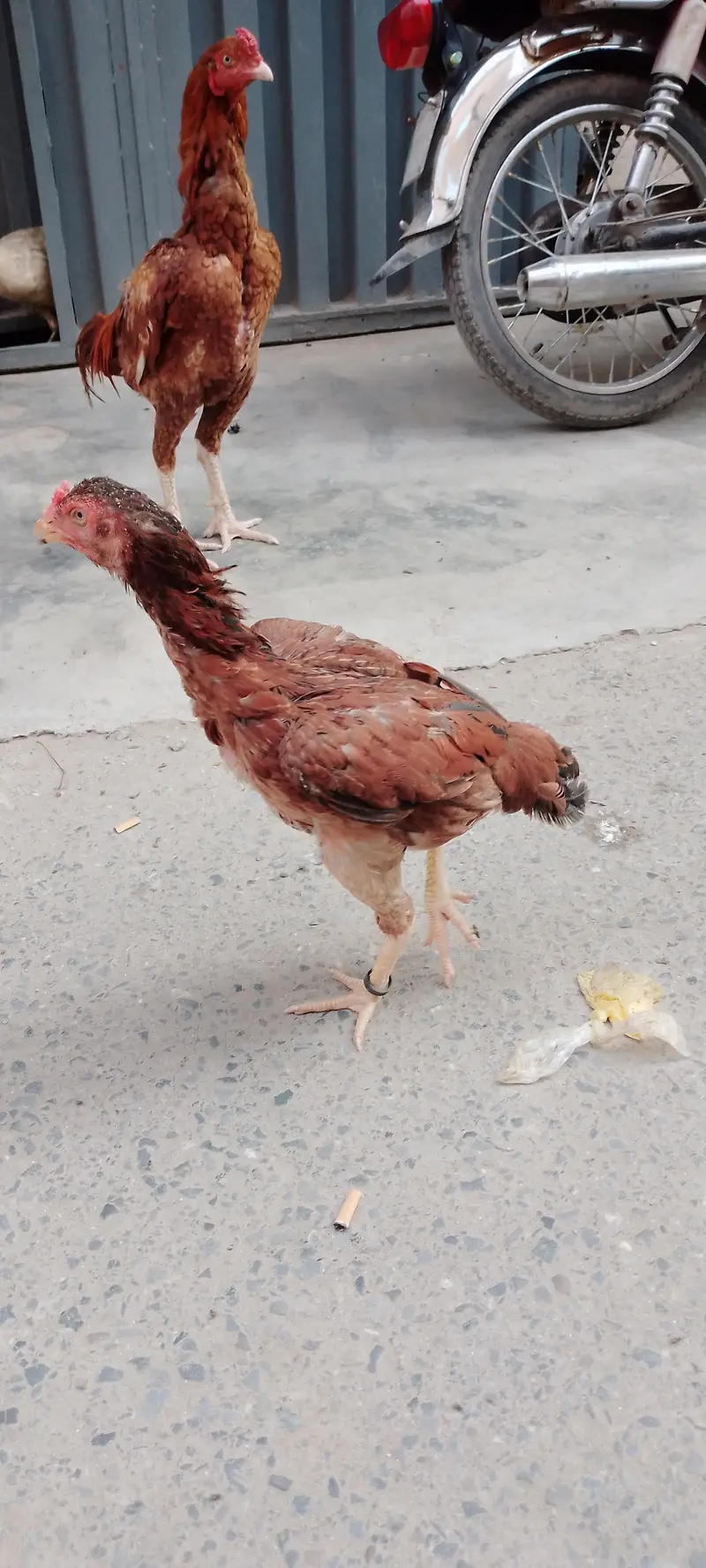 Aseel murga pair available for good price — photo 7