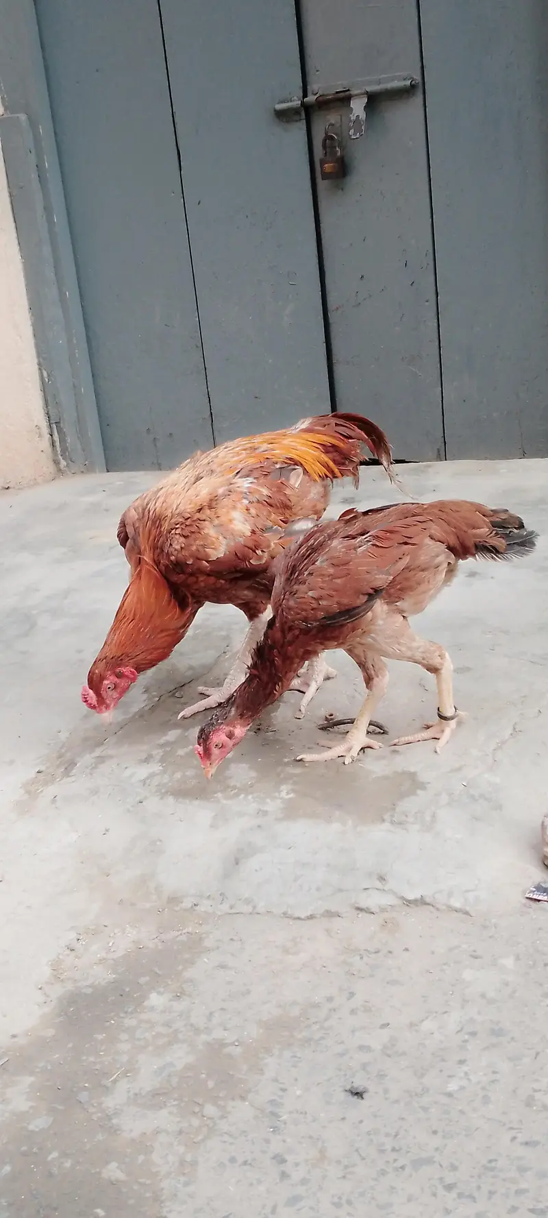 Aseel murga pair available for good price — photo 8