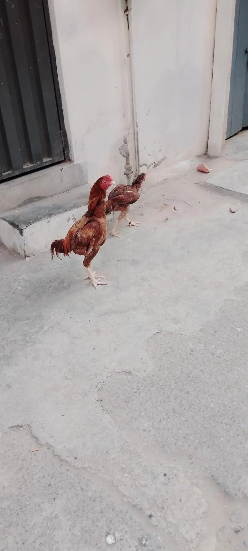 Aseel murga pair available for good price — photo 10