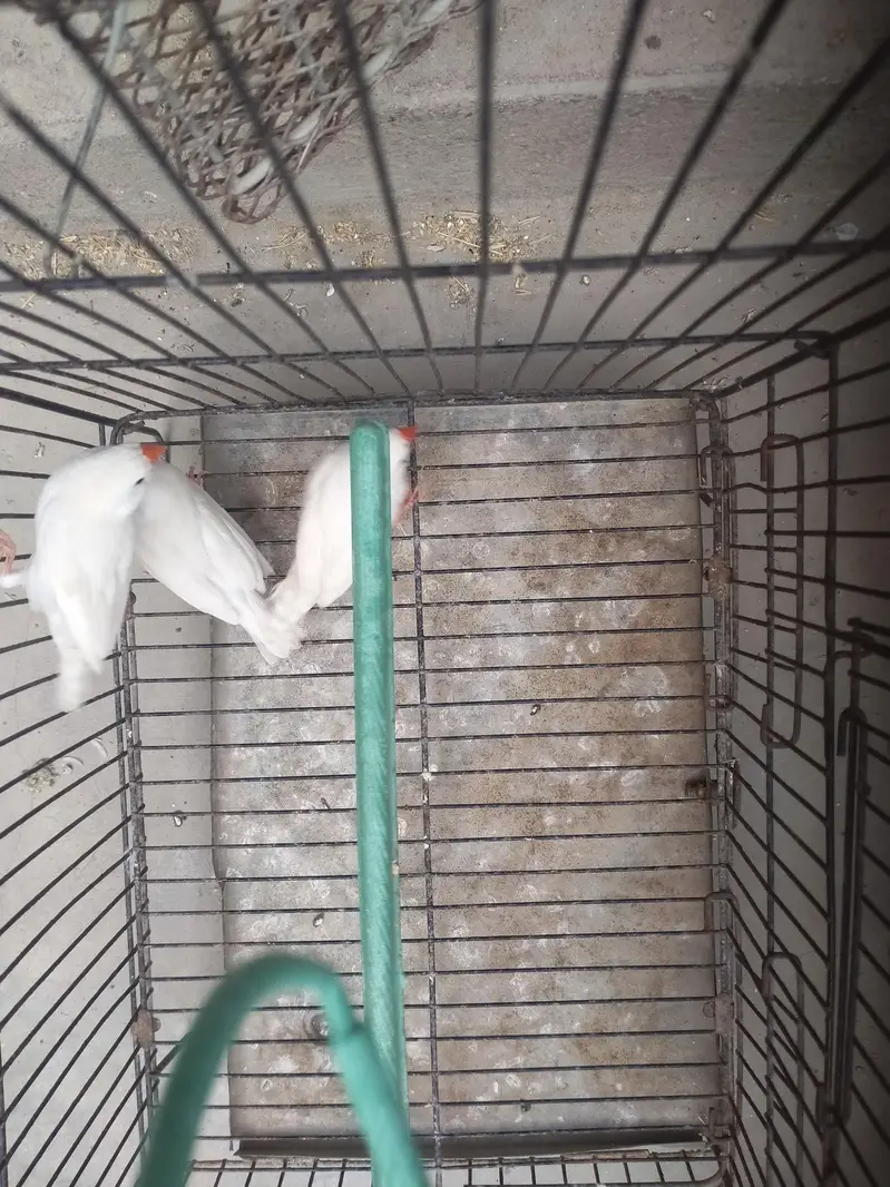 CFW, Bb, Ob, Bf, 3B different mutation of Finches — photo 11