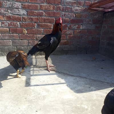 hens.