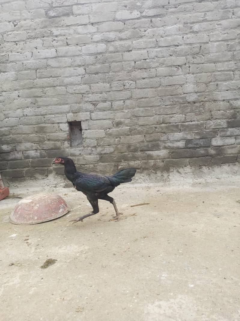 hens. 3