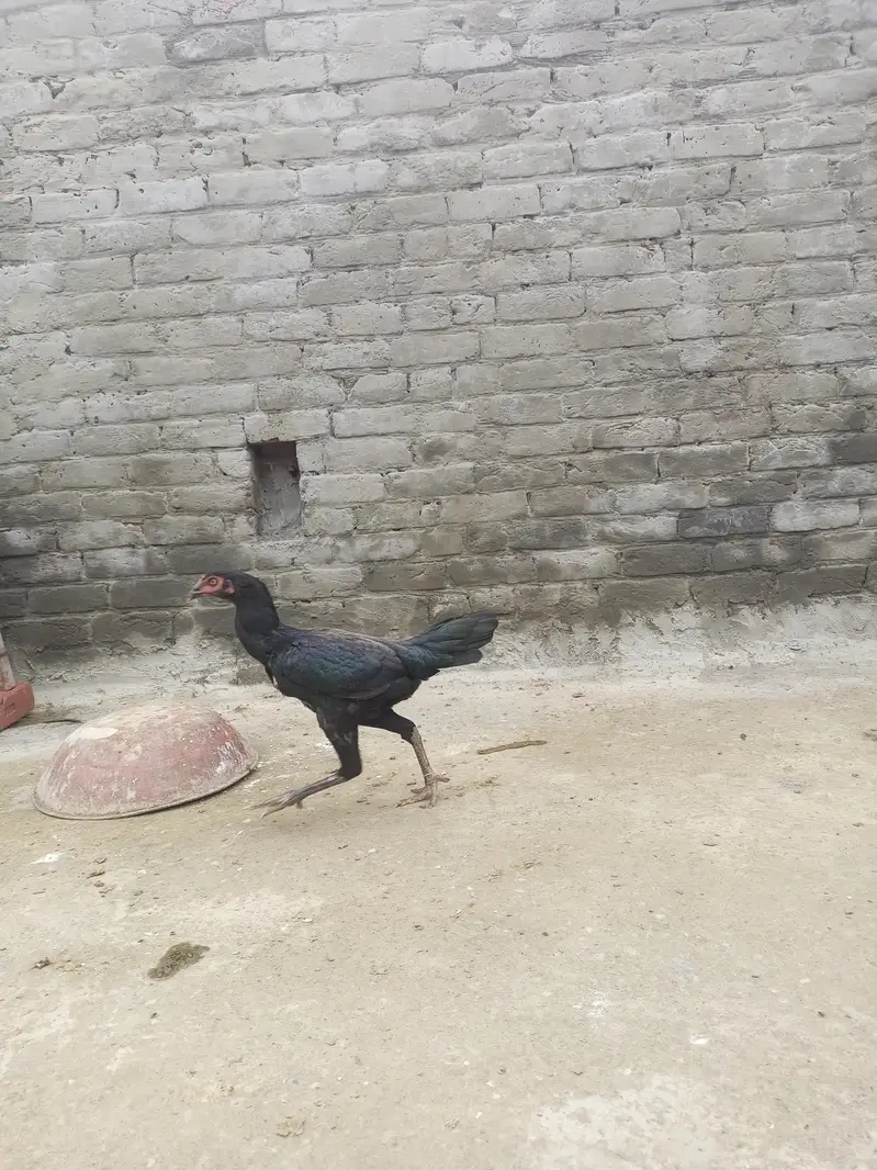 hens. — photo 4