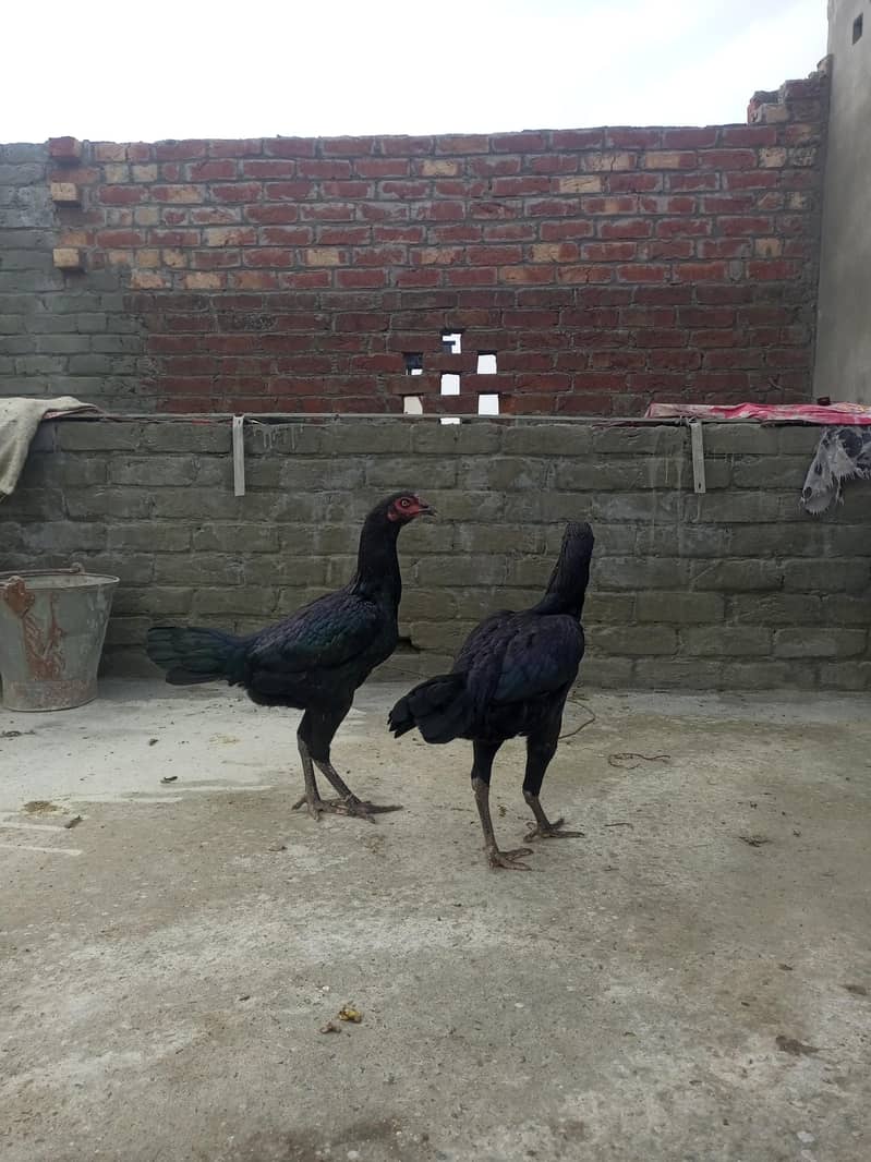 hens. 4