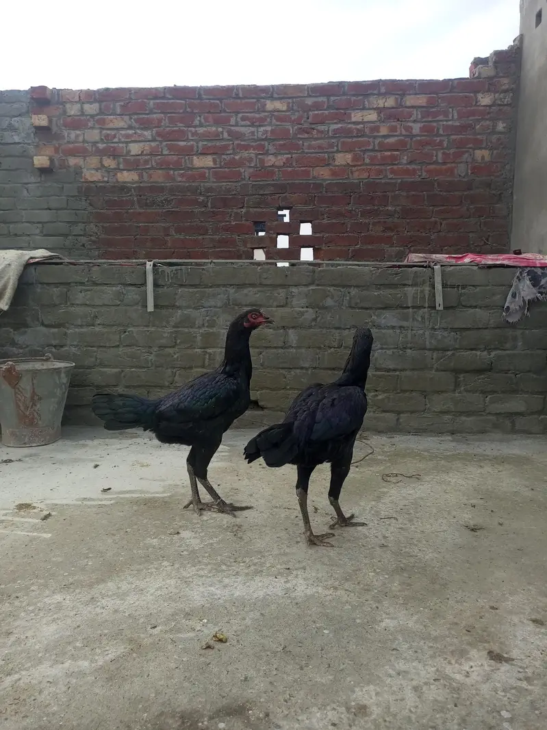 hens. — photo 5