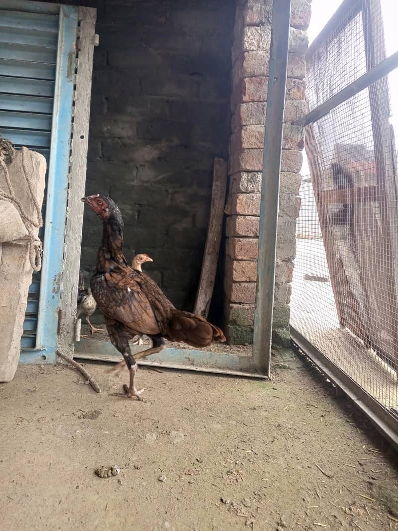 hens. 5