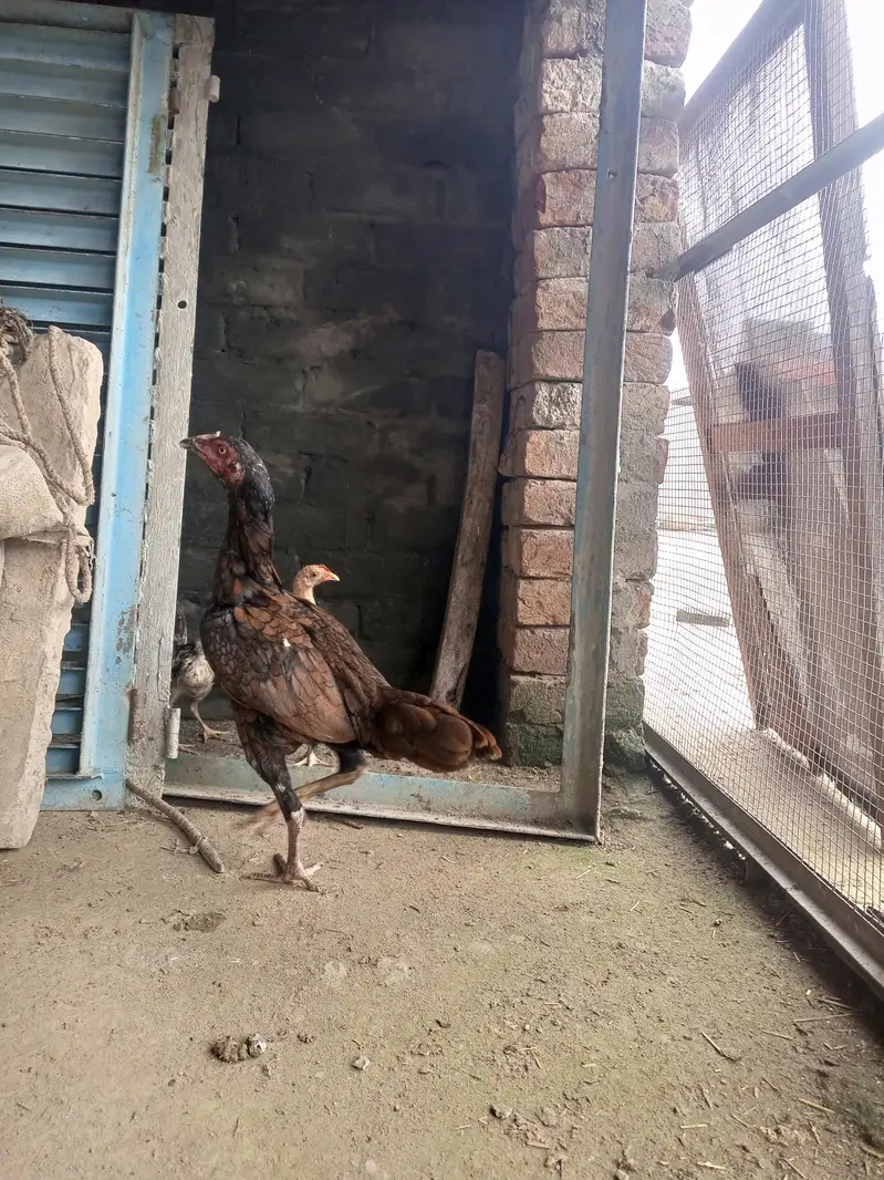 hens. — photo 6