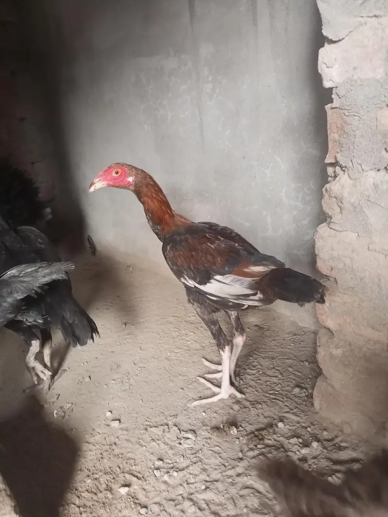 hens. — photo 7