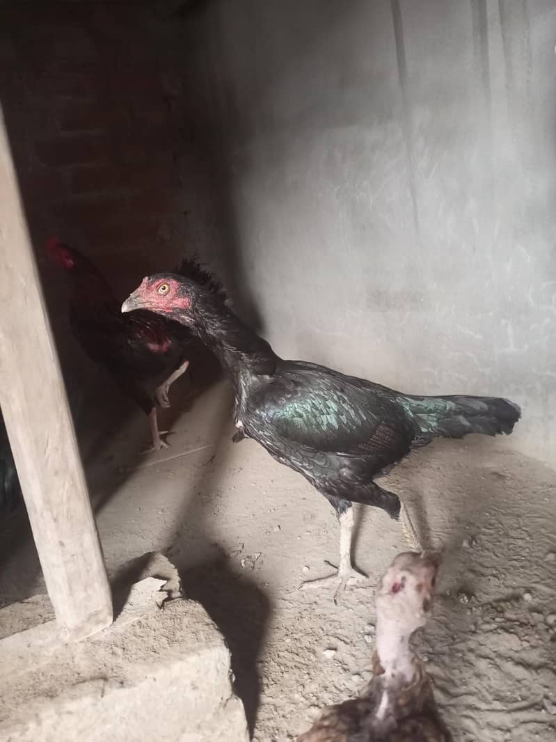hens. 7