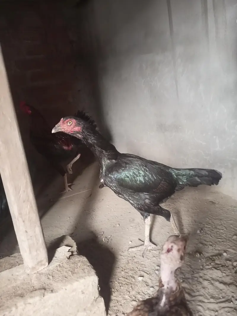 hens. — photo 8
