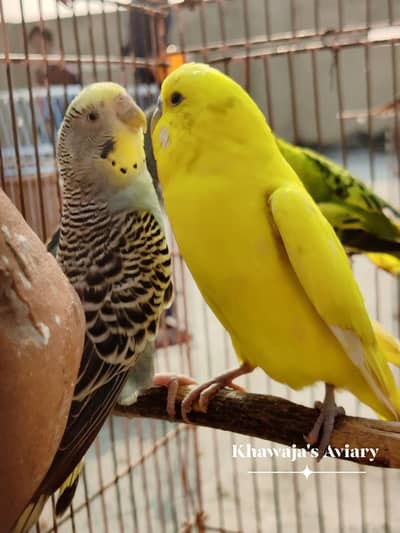 Australian birds