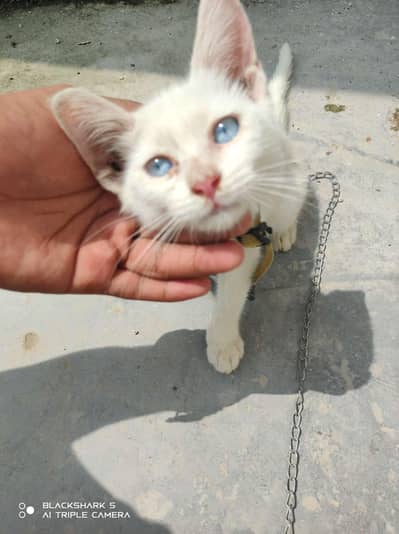 Persian cat