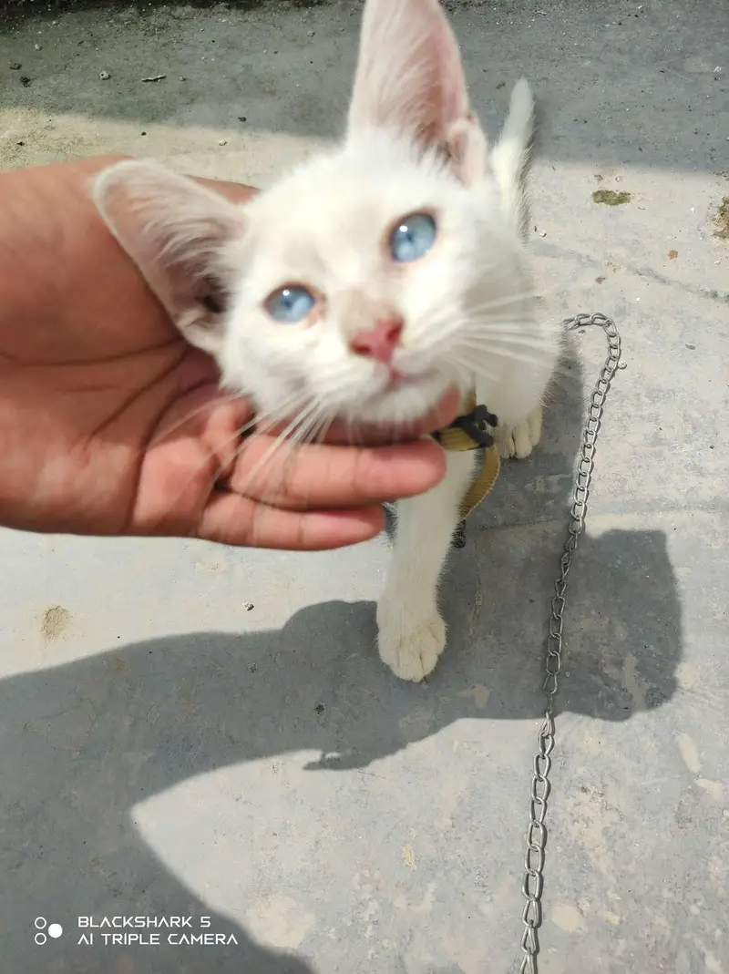 Persian cat