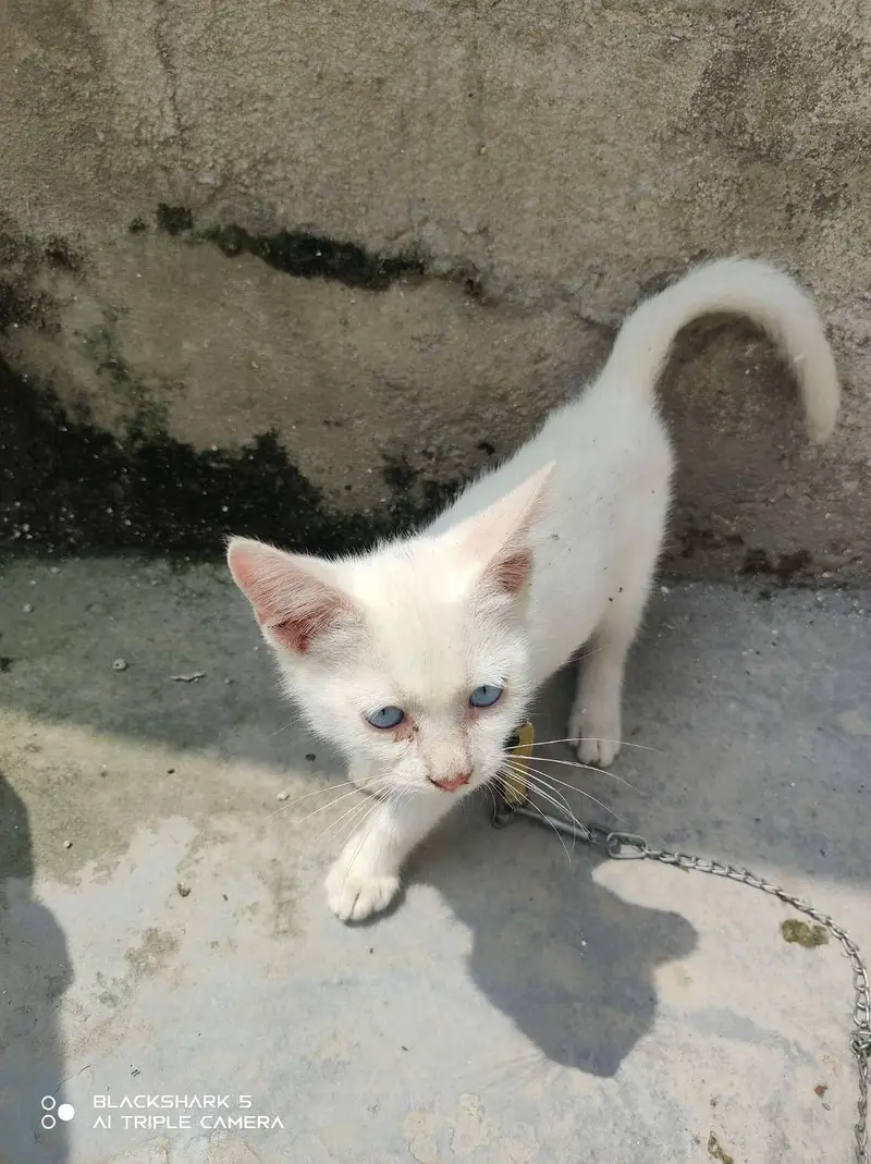 Persian cat — photo 2