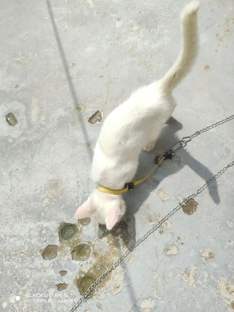 Persian cat — photo 4