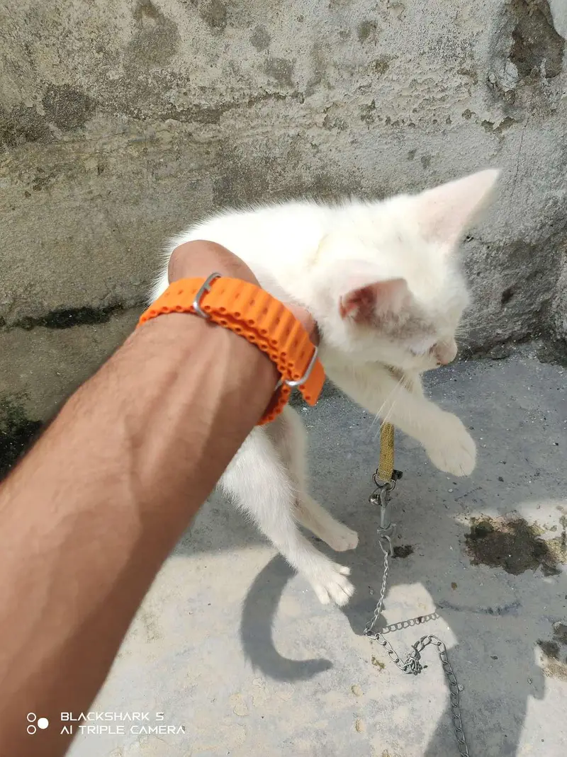 Persian cat — photo 5