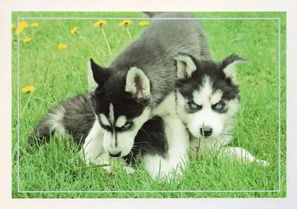 Siberian husky puppies dog for sale pure breed