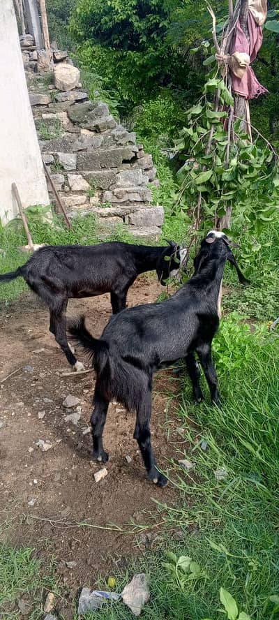 Bakri or Bakra for sale