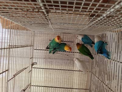 parblue opaline