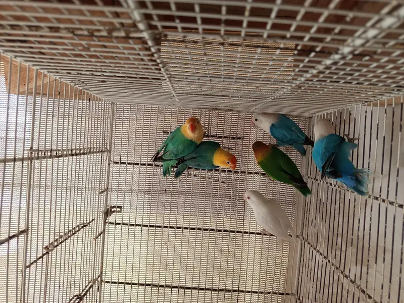 parblue opaline