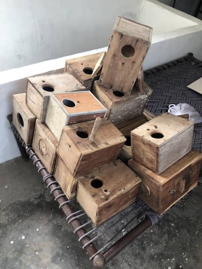 Birds house box’s
