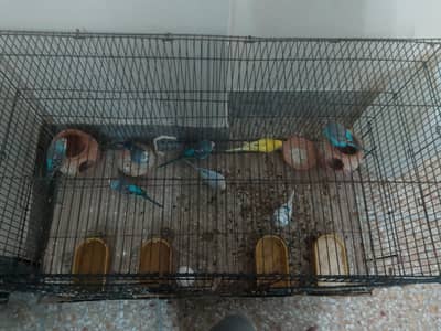 eight pair with cage