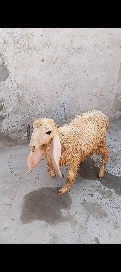kajli female