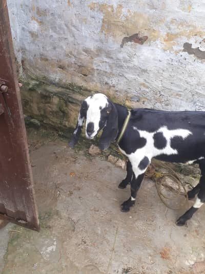 Desi mix bakra