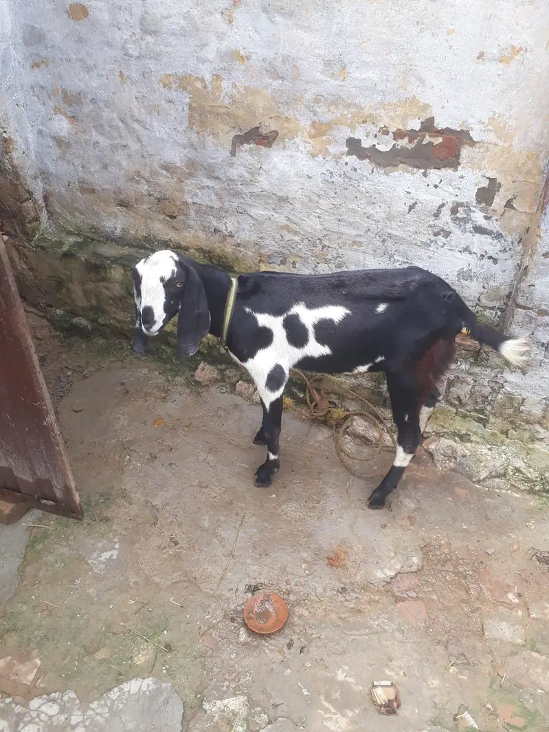 Desi mix bakra — photo 2