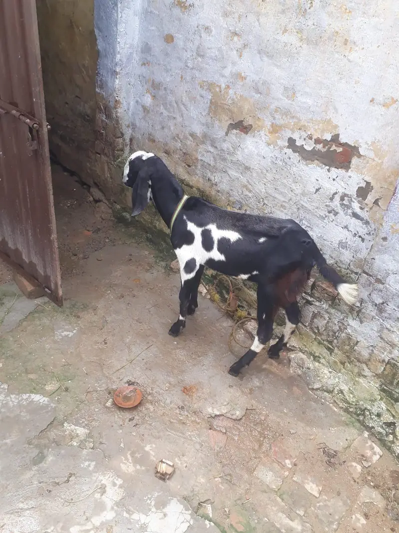 Desi mix bakra — photo 3