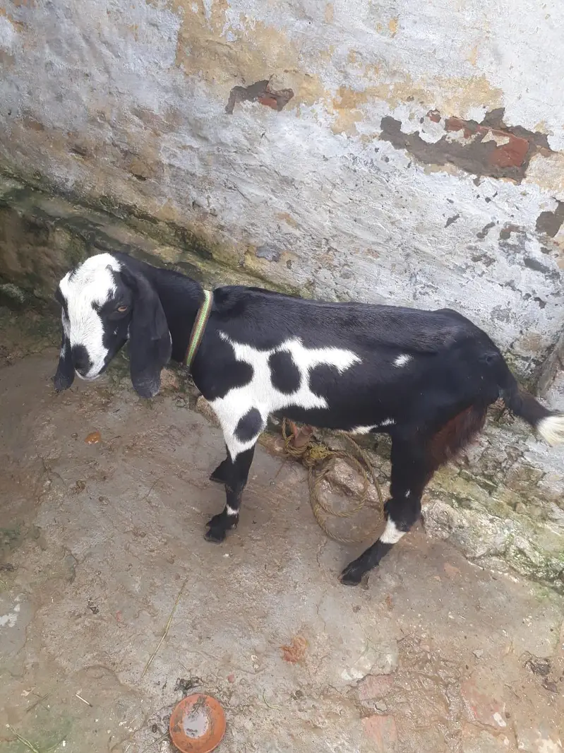 Desi mix bakra — photo 4