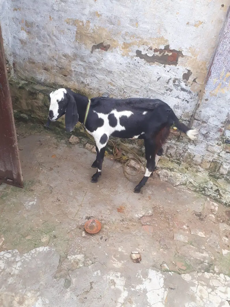 Desi mix bakra — photo 5