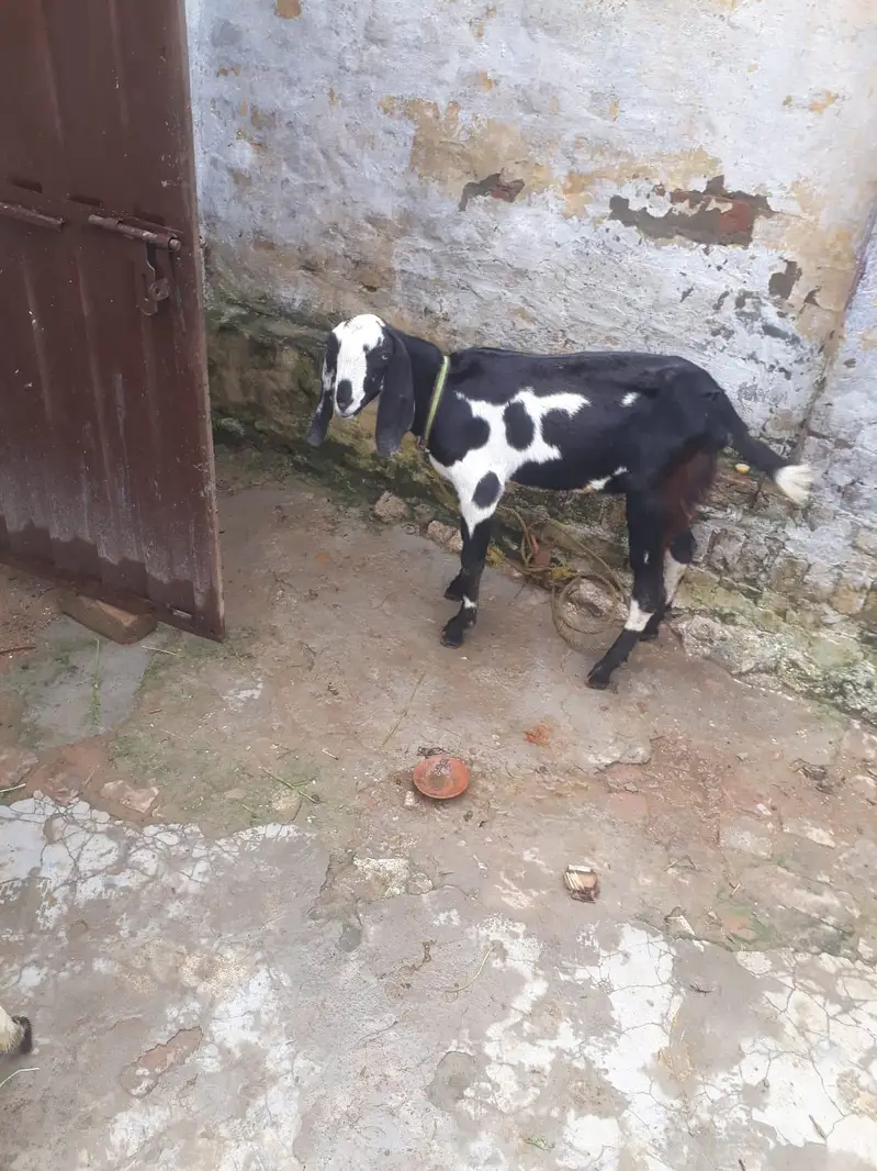 Desi mix bakra — photo 6